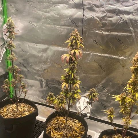 Carmella growlog timeline photo