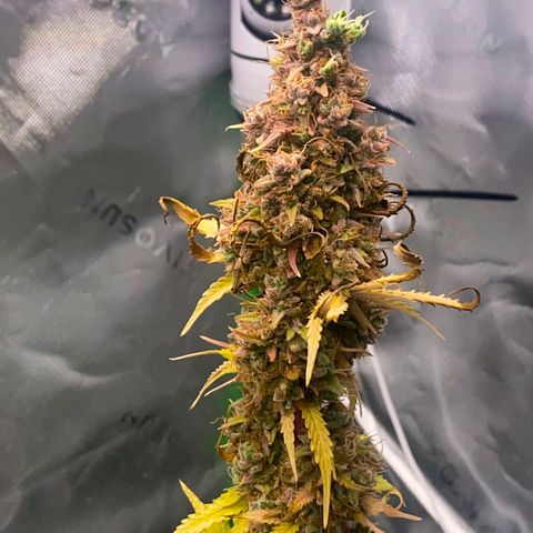 Carmella growlog timeline photo
