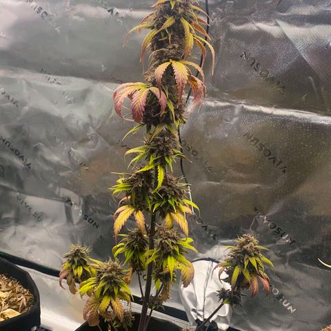 Lina growlog timeline photo