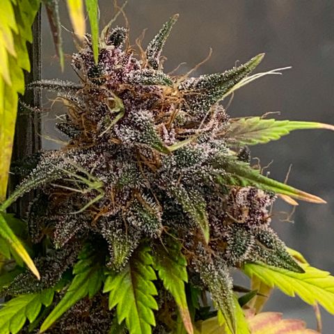 Lina growlog timeline photo