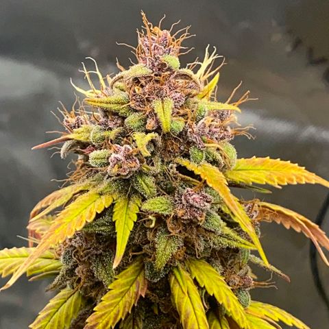 Lina growlog timeline photo