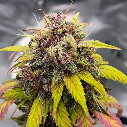 Lina growlog timeline photo