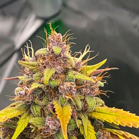 Lina growlog timeline photo