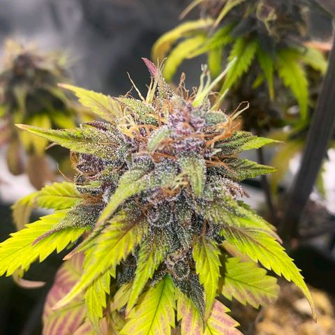 Lina growlog timeline photo