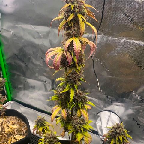 Lina growlog timeline photo