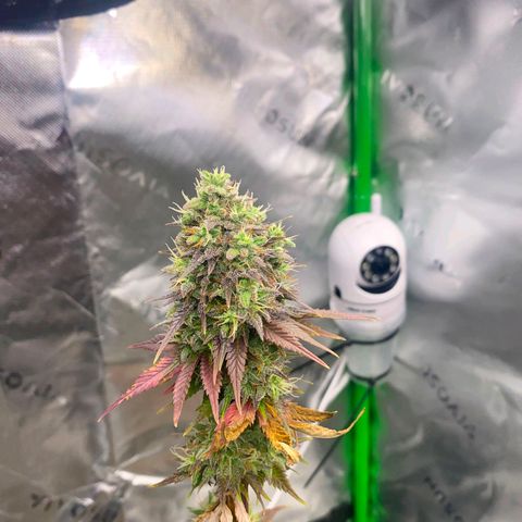 Malu growlog timeline photo