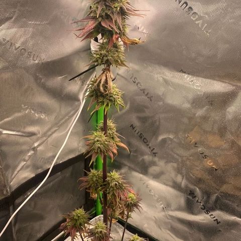 Malu growlog timeline photo