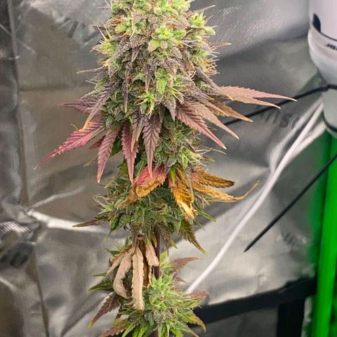 Malu growlog timeline photo