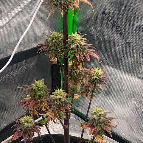 Malu growlog timeline photo