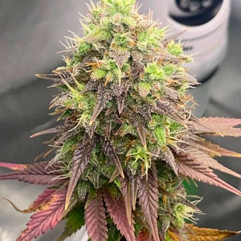 Malu growlog timeline photo