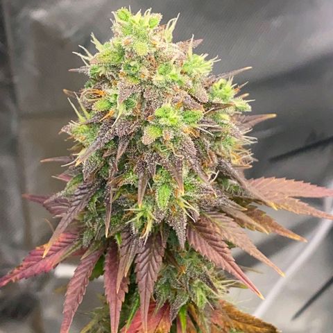 Malu growlog timeline photo