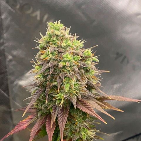Malu growlog timeline photo