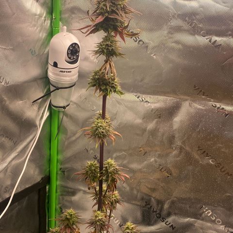 Malu growlog timeline photo