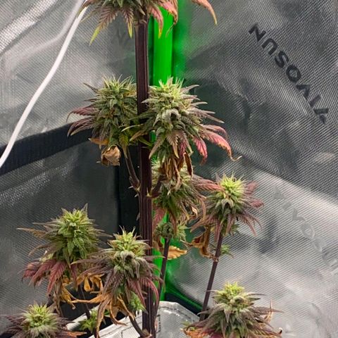 Malu growlog timeline photo
