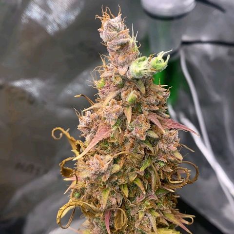 Carmella growlog timeline photo