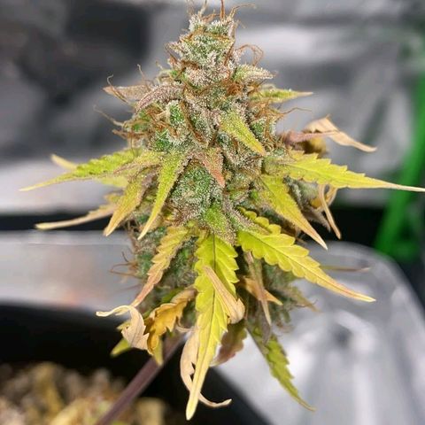 Carmella growlog timeline photo