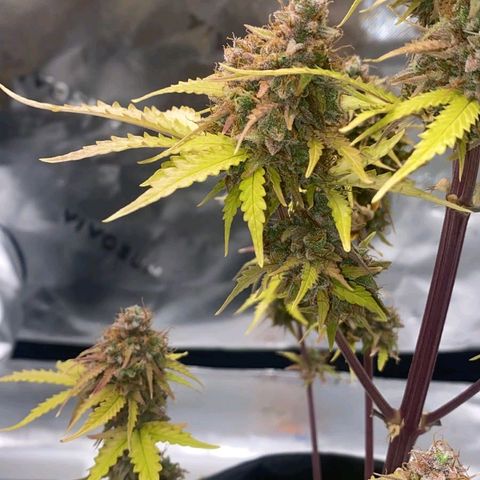Carmella growlog timeline photo