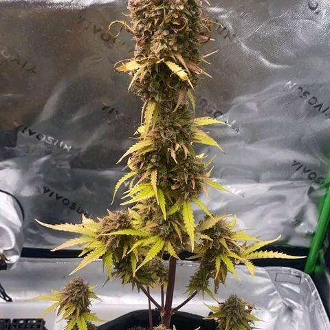 Carmella growlog timeline photo