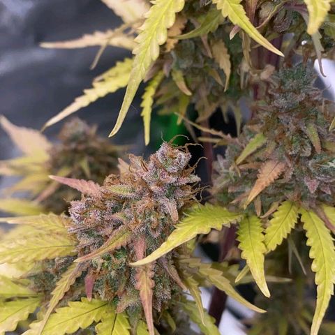 Carmella growlog timeline photo