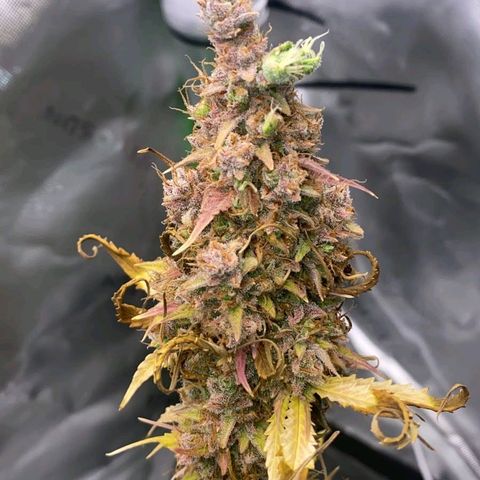 Carmella growlog timeline photo