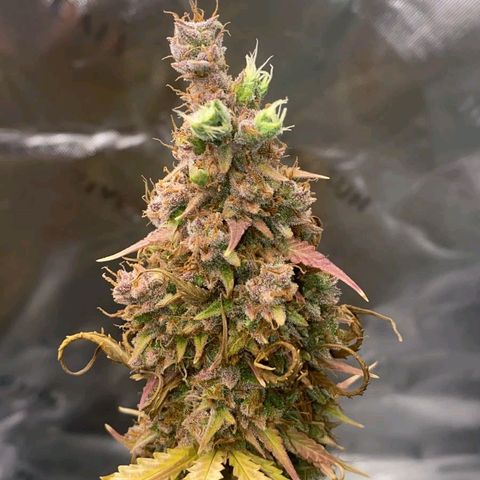 Carmella growlog timeline photo