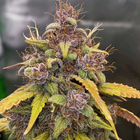 Lina growlog timeline photo
