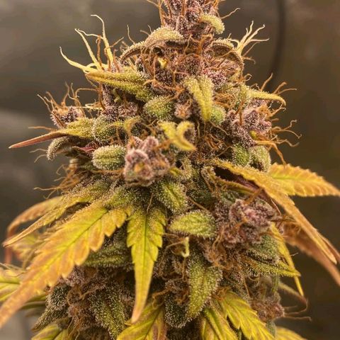 Lina growlog timeline photo