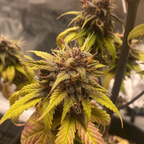 Lina growlog timeline photo