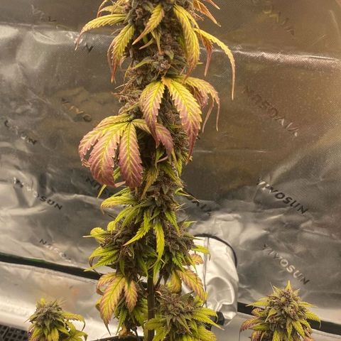 Lina growlog timeline photo