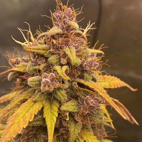 Lina growlog timeline photo