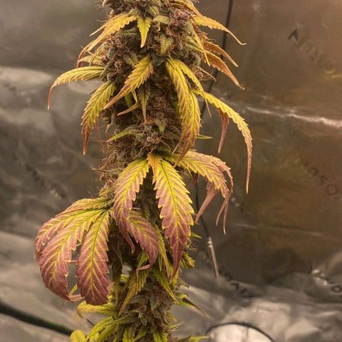 Lina growlog timeline photo
