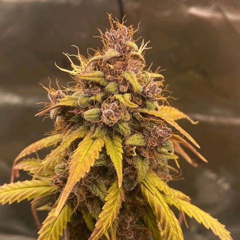 Lina growlog timeline photo