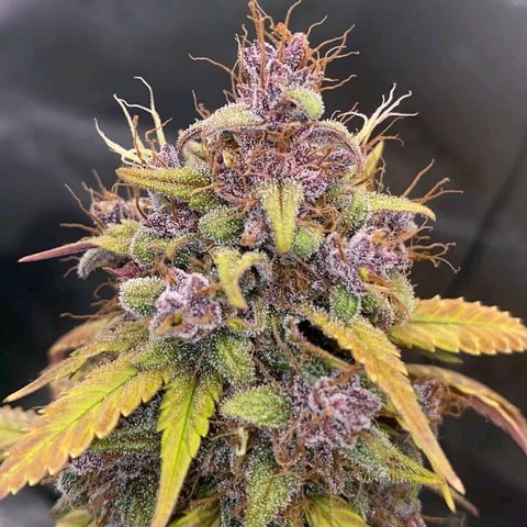 Lina growlog timeline photo
