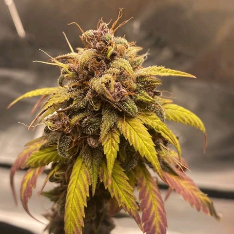 Lina growlog timeline photo