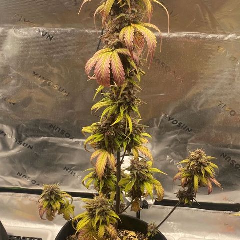 Lina growlog timeline photo