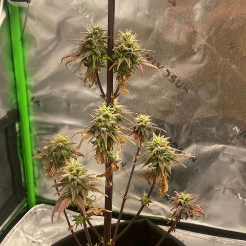Malu growlog timeline photo