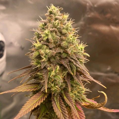 Malu growlog timeline photo
