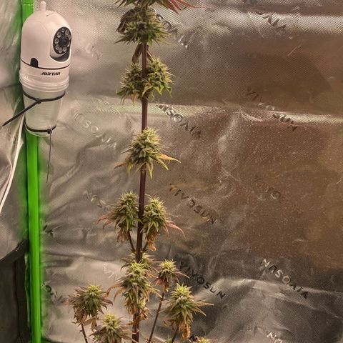 Malu growlog timeline photo