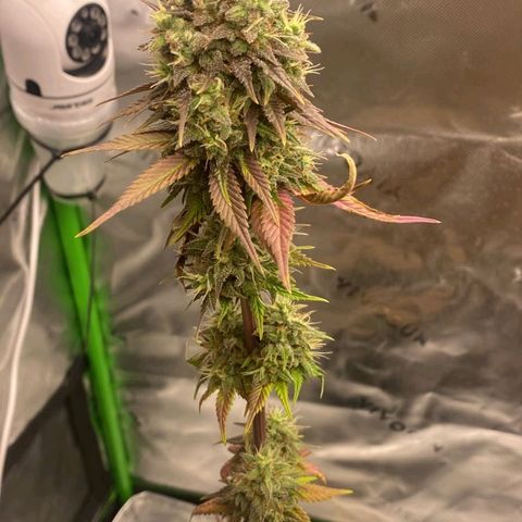 Malu growlog timeline photo