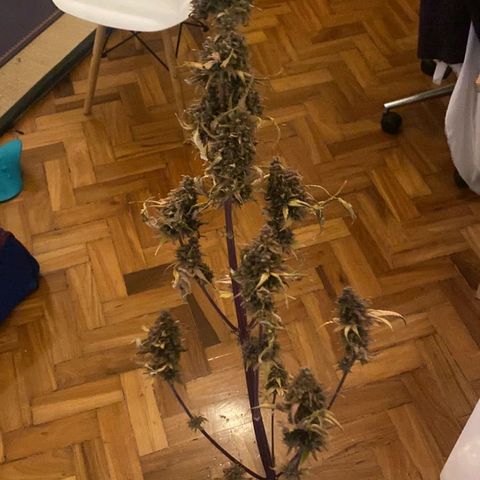 Carmella growlog photo: 🌿💚