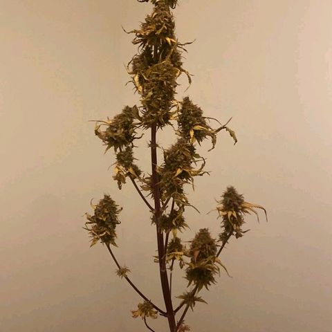 Carmella growlog photo: 🌿💚