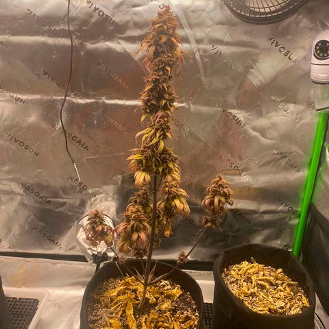 Lina growlog timeline photo