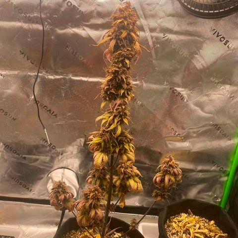 Lina growlog timeline photo