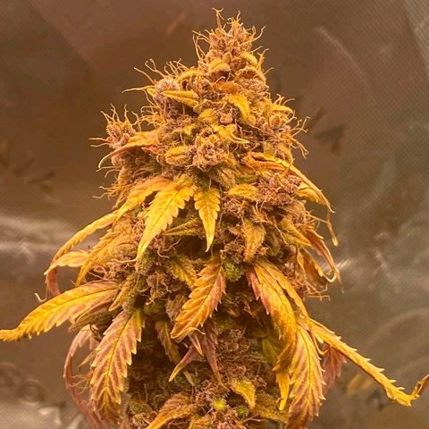 Lina growlog timeline photo