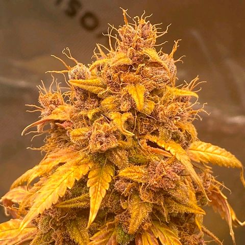 Lina growlog timeline photo
