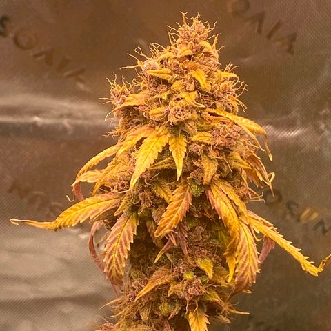 Lina growlog timeline photo