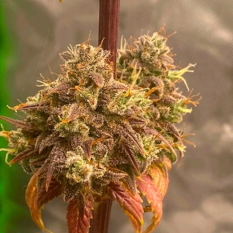 Malu growlog timeline photo