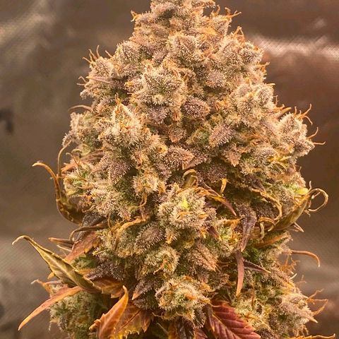 Malu growlog timeline photo