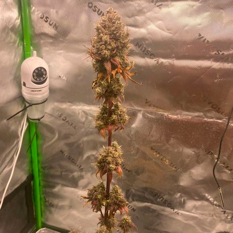 Malu growlog timeline photo