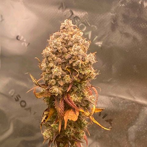 Malu growlog timeline photo